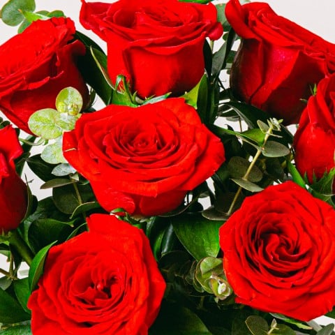 Fioriture Vibranti: Rose Rosse highlight Fioriture Vibranti: Rose Rosse highlight