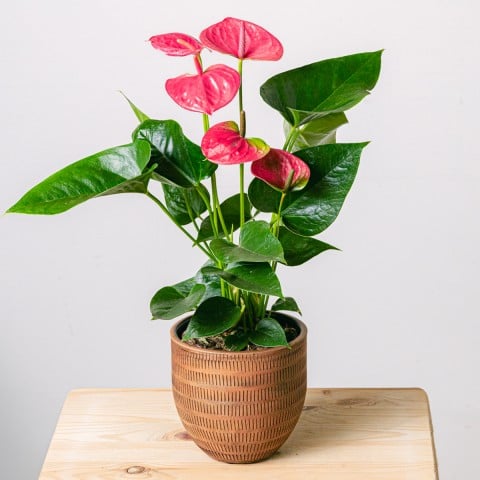 Battiti del Cuore: Anthurium Rosa Battiti del Cuore: Anthurium Rosa