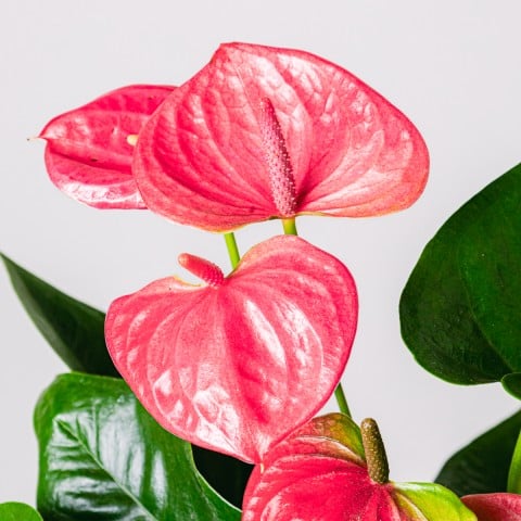 Battiti del Cuore: Anthurium Rosa highlight Battiti del Cuore: Anthurium Rosa highlight