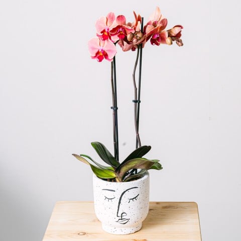 Riflessione d'Amore: Orchidea Tigre Riflessione d'Amore: Orchidea Tigre