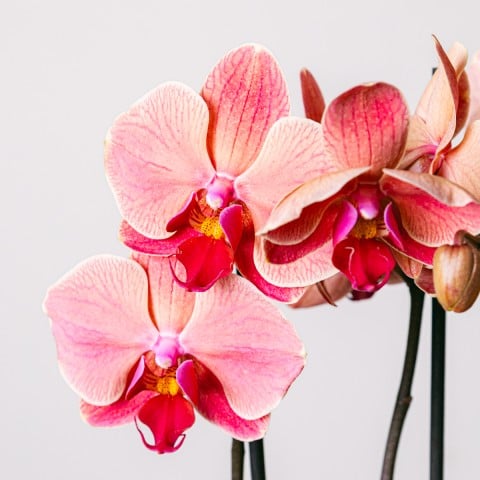 Riflessione d'Amore: Orchidea Tigre highlight Riflessione d'Amore: Orchidea Tigre highlight