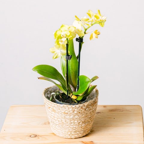 Yellow Rising: Orchidea gialla Yellow Rising: Orchidea gialla