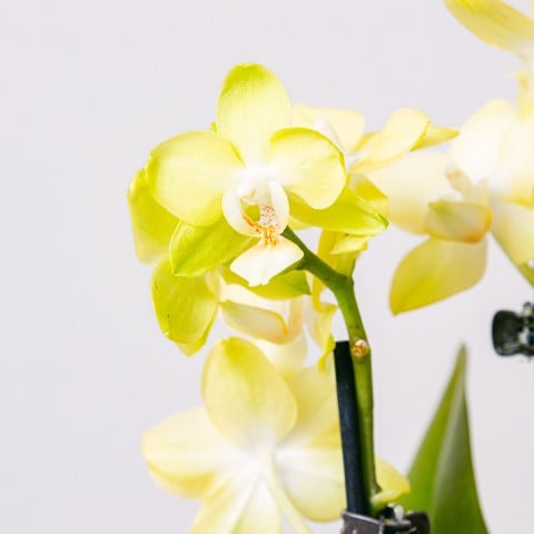 Yellow Rising: Orchidea gialla highlight Yellow Rising: Orchidea gialla highlight