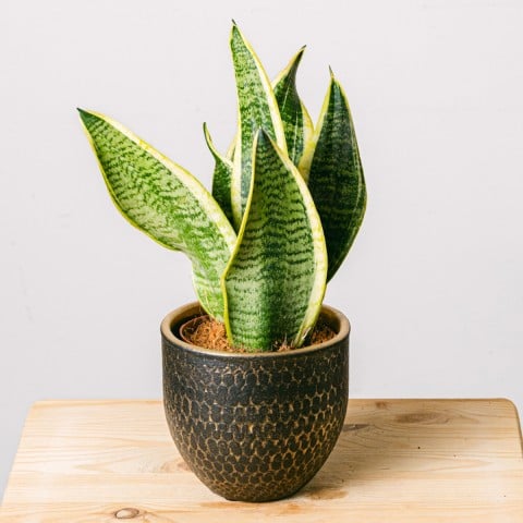 Giungla maculata: Sansevieria Giungla maculata: Sansevieria