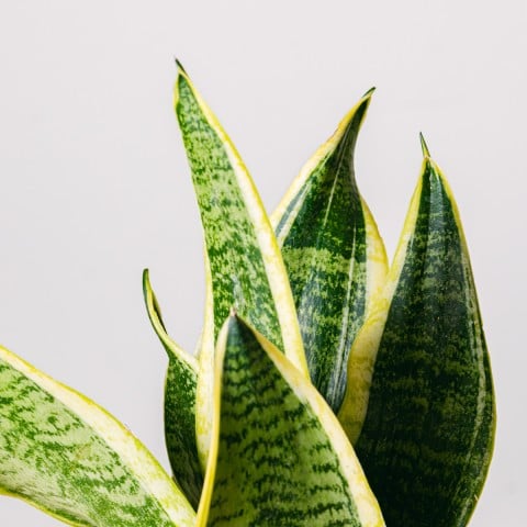 Giungla maculata: Sansevieria highlight Giungla maculata: Sansevieria highlight