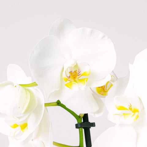 Danza dei fiocchi di neve: Orchidea bianca highlight Danza dei fiocchi di neve: Orchidea bianca highlight