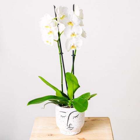 Danza dei fiocchi di neve: Orchidea bianca Danza dei fiocchi di neve: Orchidea bianca