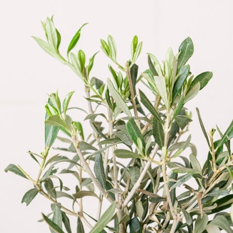 Pace mediterranea: mini ulivo highlight Pace mediterranea: mini ulivo highlight