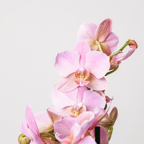 Canzone dolce: Orchidea rosa highlight Canzone dolce: Orchidea rosa highlight