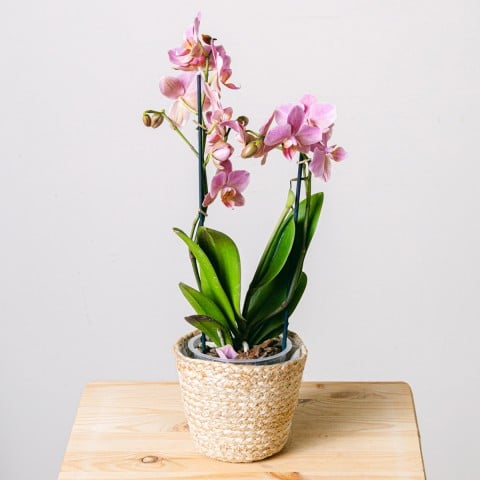 Canzone dolce: Orchidea rosa Canzone dolce: Orchidea rosa