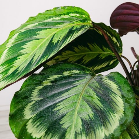 Danza esotica: Medaglione Calathea highlight Danza esotica: Medaglione Calathea highlight