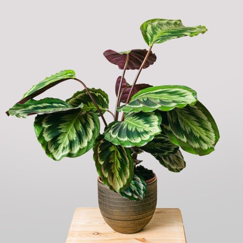 Danza esotica: Medaglione Calathea Danza esotica: Medaglione Calathea