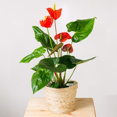 Vero affetto: Anthurium rosso Product photo for Vero affetto: Anthurium rosso