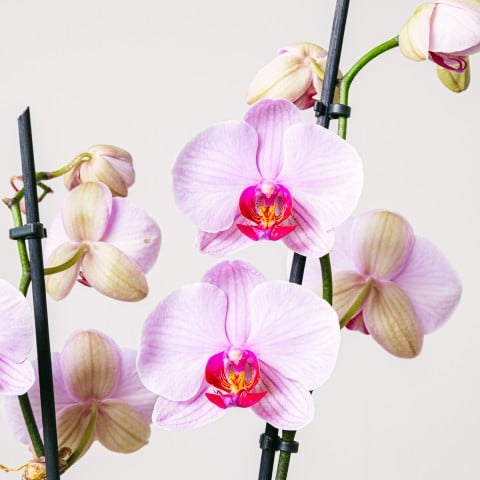 Orchidea del tè: Mini orchidea e tè highlight Orchidea del tè: Mini orchidea e tè highlight