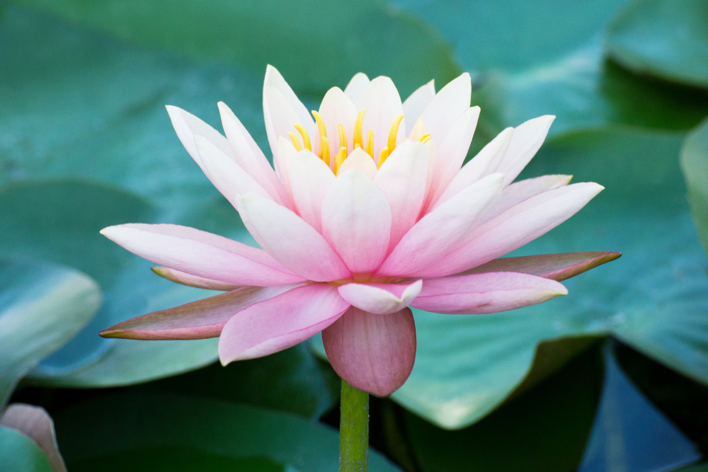 Il significato del fiore di loto. ⋆ FloraQueen IT